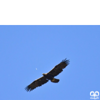 گونه عقاب شاهی Eastern Imperial Eagle